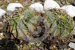 Mammillaria magnimamma, known as chilitos biznaga in the state of Hidalgo, is a species belonging to the Cactaceae family. It is e photo