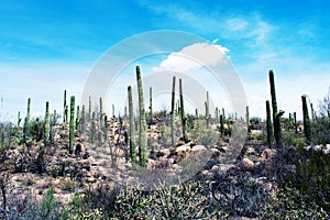 Cactus, Sonoran Desert, Arizona