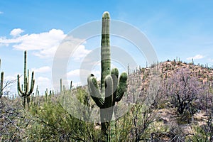 Cactus, Sonoran Desert, Arizona