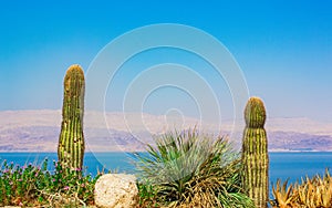 Cactus south nature landscape scenic view above Dead sea water surface summer time sunny weather day blue sky background copy