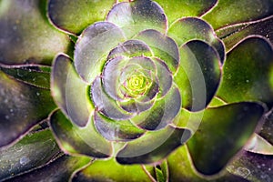 Cactus Specie Closeup photo