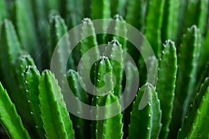 Cactus Specie Closeup Photo.