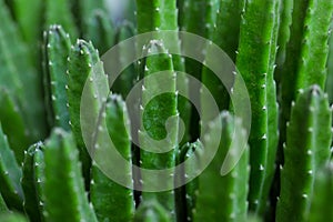 Cactus Specie Closeup Photo.