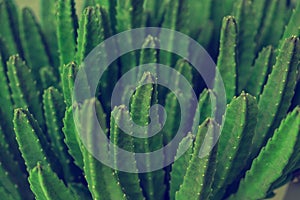 Cactus Specie Closeup Photo.