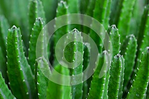 Cactus Specie Closeup Photo.