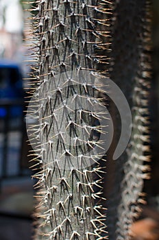 Cactus Specie Closeup Photo.