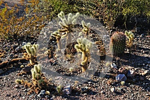 Cactus Species