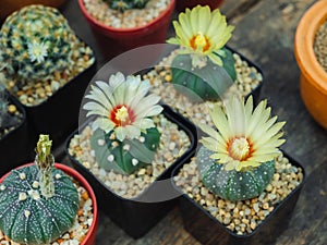 The cactus species Astrophytum is a species that has no thorns