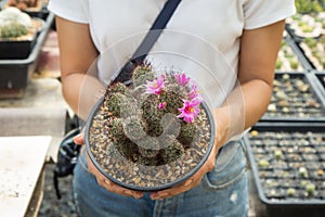 Cactus species Mammillaria mazatlanensis are grown in pots in the hands of women in nurseries