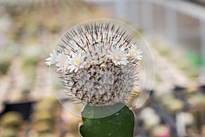 Cactus species mammillaria perezdelarosae subs. Andersoniana, Grafting in greenhouses