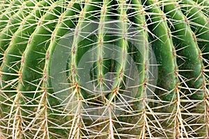 Cactus of sphericity style grows in sand