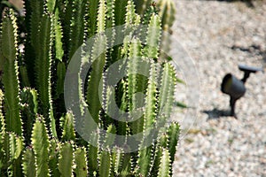 Cactus with spider webs