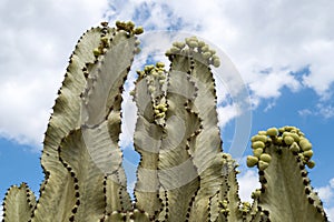 Cactus spiked. Cactus in desert on sky backdround, cacti or cactaceae pattern.
