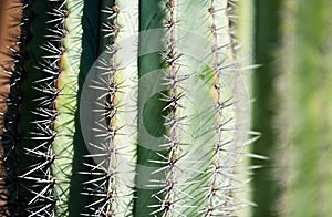 Cactus spiked. Close up cactus backdround, cacti or cactaceae pattern.