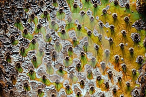 Cactus spikes close-up, exotic garden of Eze, French Riviera