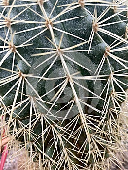 Cactus spikes structure close up background