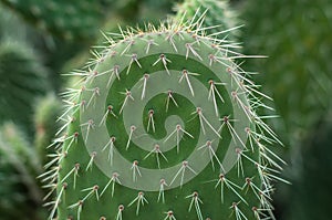 Cactus with spiky leafs