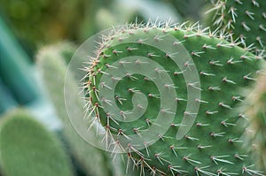 Cactus with spiky leafs