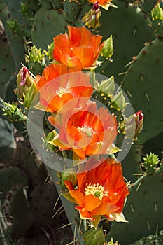 Cactus Spineless Prickly Pear in full bloom - Opuntia laevia