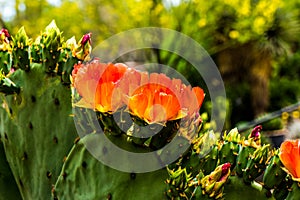 Cactus Spineless Prickly Pear in full bloom - Opuntia laevia