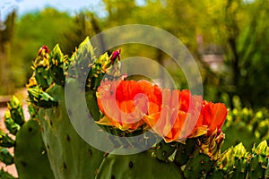 Cactus Spineless Prickly Pear in full bloom - Opuntia laevia photo