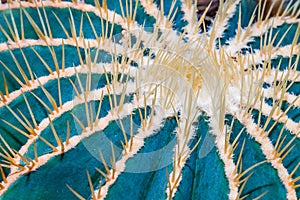 Cactus Spines