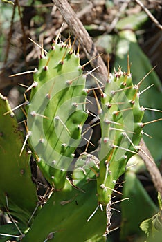 Cactus spines photo