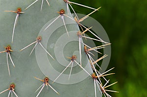 Cactus Spines