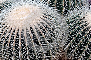 Cactus Spines