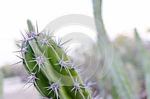 Cactus spines