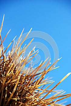 Cactus spines