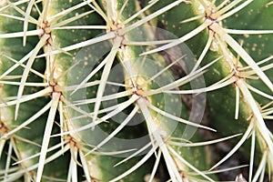 Cactus spines photo