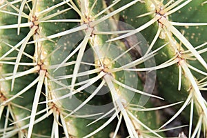 Cactus spines