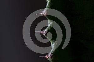 cactus spines close up