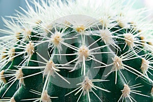 Cactus spines close up, spines texture selected focus. High quality photo