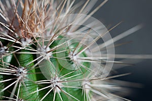 Cactus spines close-up