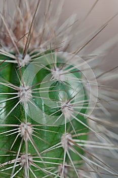 Cactus spines close-up
