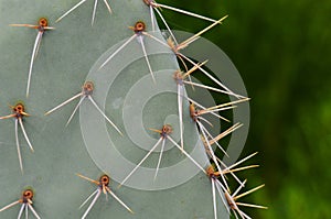 Cactus Spines photo