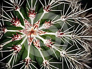 Cactus spines closeup, macro