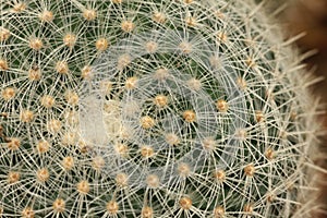 Cactus spines