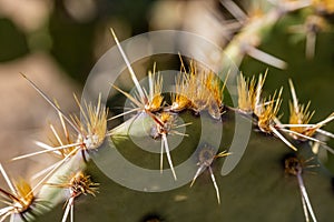 Cactus Spines and Glochids on Pricklypear