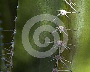 Cactus with Spines photo