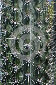 Cactus spines and ribs closeup