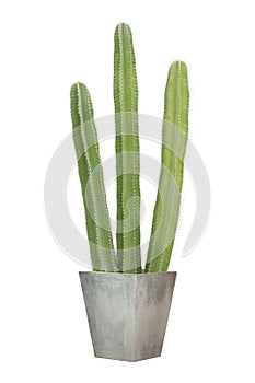 Cactus in a square cement pot isolated on white background