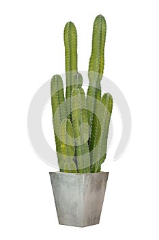 Cactus in a square cement pot isolated on white background