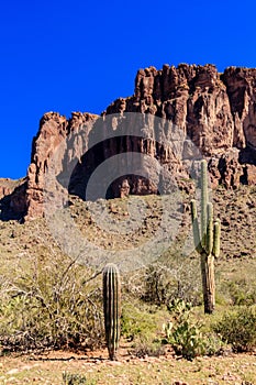 A cactus is standing in front of a mountain