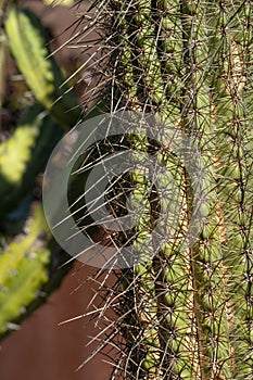 Cactus stem with long thorns in garden