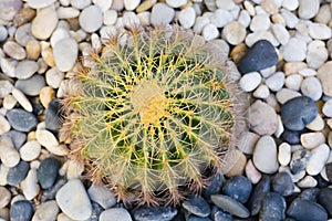 cactus on stones garden
