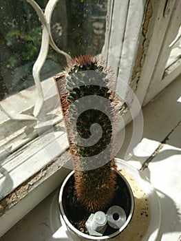 Cactus submerged on a huge and old window sill