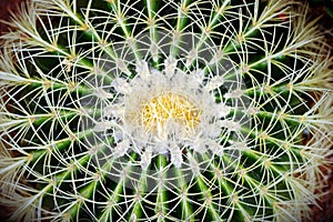 Succulent plant center top view close up.